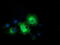 Elf1 antibody, TA501461, Origene, Immunofluorescence image 