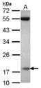 Peptidylprolyl Isomerase Like 3 antibody, NBP2-19900, Novus Biologicals, Western Blot image 
