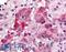 G Protein-Coupled Receptor 108 antibody, LS-A4945, Lifespan Biosciences, Immunohistochemistry paraffin image 