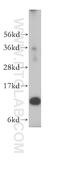 Ribosomal Protein L30 antibody, 17403-1-AP, Proteintech Group, Western Blot image 