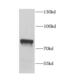 EF-Hand Domain Containing 1 antibody, FNab02659, FineTest, Western Blot image 