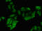 PHD finger protein 21A antibody, LS-C682229, Lifespan Biosciences, Immunofluorescence image 