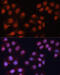 Cyclin Dependent Kinase 11B antibody, 14-650, ProSci, Immunofluorescence image 