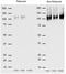 Gp110 antibody, SM1550P, Origene, Western Blot image 