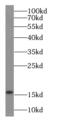 FKBP Prolyl Isomerase 2 antibody, FNab03139, FineTest, Western Blot image 