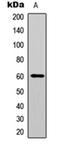 Akt antibody, orb304680, Biorbyt, Western Blot image 