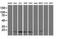Ubiquitin Conjugating Enzyme E2 M antibody, NBP2-01377, Novus Biologicals, Western Blot image 