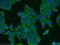 3 -5 exoribonuclease 1 antibody, 14592-1-AP, Proteintech Group, Immunofluorescence image 