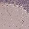 UBE3A antibody, HPA039410, Atlas Antibodies, Immunohistochemistry frozen image 