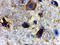 Ras Homolog, MTORC1 Binding antibody, 3501, ProSci Inc, Immunohistochemistry frozen image 