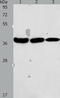N(4)-(beta-N-acetylglucosaminyl)-L-asparaginase antibody, TA323763, Origene, Western Blot image 
