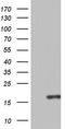C-C Motif Chemokine Ligand 11 antibody, TA804390, Origene, Western Blot image 