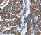 Histidine Triad Nucleotide Binding Protein 2 antibody, MBS2518959, MyBioSource, Immunohistochemistry frozen image 