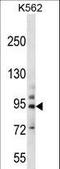 Protocadherin Beta 14 antibody, LS-C163431, Lifespan Biosciences, Western Blot image 