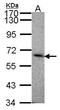 Sialic Acid Binding Ig Like Lectin 8 antibody, PA5-28846, Invitrogen Antibodies, Western Blot image 