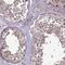 GPN-Loop GTPase 3 antibody, HPA047793, Atlas Antibodies, Immunohistochemistry paraffin image 