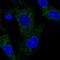 TRAF family member-associated NF-kappa-B activator antibody, HPA037676, Atlas Antibodies, Immunofluorescence image 