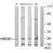 HMG1 antibody, SPC-1259D-A633, StressMarq, Western Blot image 