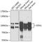 Dynamin-like 120 kDa protein, mitochondrial antibody, 23-931, ProSci, Western Blot image 