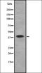 Wnt Family Member 2 antibody, orb337013, Biorbyt, Western Blot image 