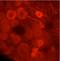Substance P antibody, NBP2-34223, Novus Biologicals, Immunohistochemistry frozen image 