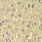 10-FTHFDH antibody, LS-C349022, Lifespan Biosciences, Immunohistochemistry frozen image 