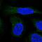ALG9 Alpha-1,2-Mannosyltransferase antibody, HPA038575, Atlas Antibodies, Immunofluorescence image 