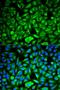 Pbp antibody, orb49040, Biorbyt, Immunofluorescence image 