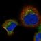 Retinol Binding Protein 5 antibody, HPA038723, Atlas Antibodies, Immunofluorescence image 