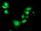 Sedoheptulokinase antibody, TA503298, Origene, Immunofluorescence image 