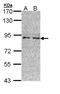 LON Peptidase N-Terminal Domain And Ring Finger 3 antibody, NBP2-17157, Novus Biologicals, Western Blot image 