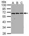 Prothymosin Alpha antibody, orb11478, Biorbyt, Western Blot image 