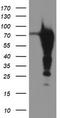 Epsin 2 antibody, TA504302, Origene, Western Blot image 