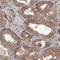 Hsc70-interacting protein antibody, AMAb91218, Atlas Antibodies, Immunohistochemistry frozen image 