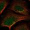 Src Like Adaptor 2 antibody, HPA058217, Atlas Antibodies, Immunofluorescence image 