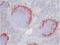 Sialoadhesin antibody, SM066B, Origene, Immunohistochemistry frozen image 