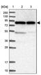 Ecto-NOX Disulfide-Thiol Exchanger 1 antibody, PA5-58355, Invitrogen Antibodies, Western Blot image 
