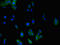 Modulator Of VRAC Current 1 antibody, orb46323, Biorbyt, Immunofluorescence image 