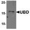 Ubiquitin D antibody, TA349174, Origene, Western Blot image 