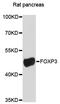 FOXP3 antibody, STJ113952, St John