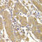 Ras Protein Specific Guanine Nucleotide Releasing Factor 1 antibody, 22-591, ProSci, Immunohistochemistry frozen image 