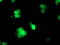 Regulatory Factor X Associated Ankyrin Containing Protein antibody, TA504261, Origene, Immunofluorescence image 