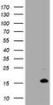 TSC22 Domain Family Member 3 antibody, CF505355, Origene, Western Blot image 