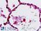 DEP Domain Containing 5 antibody, LS-B9330, Lifespan Biosciences, Immunohistochemistry frozen image 