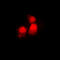 Siah E3 Ubiquitin Protein Ligase 2 antibody, GTX55281, GeneTex, Immunofluorescence image 