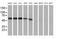 Potassium Voltage-Gated Channel Subfamily J Member 3 antibody, MA5-25833, Invitrogen Antibodies, Western Blot image 