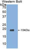 RNS3 antibody, LS-C296269, Lifespan Biosciences, Western Blot image 