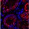 Thioredoxin Interacting Protein antibody, LS-B12126, Lifespan Biosciences, Immunofluorescence image 