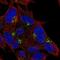 pG2 antibody, NBP2-32358, Novus Biologicals, Immunofluorescence image 