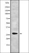 Hydroxysteroid 17-Beta Dehydrogenase 8 antibody, orb338302, Biorbyt, Western Blot image 